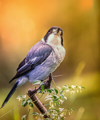Fototapeta premium Butcher Bird