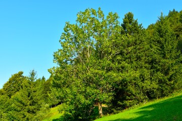 Common ash (Fraxinus excelsior) broadleaf, deciduous tree in summer with