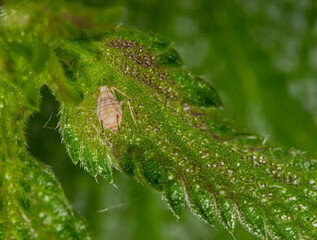 a pea aphid on a green leaf. colorful macro photography. close-up. space for the text. blurred background with highlights. bokeh.