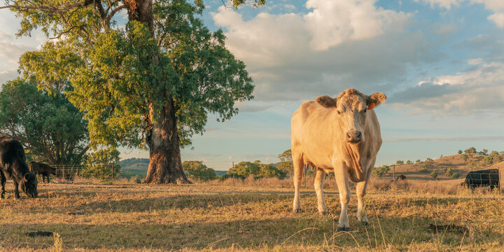 Wide shot of curious white cow in paddock on Australian farm