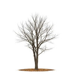 Obraz premium Dry tree with bare branches and minimal fallen leaves, isolated on white or transparent background with realistic bark texture, perfect for product mockups, environmental themes, and commercial design