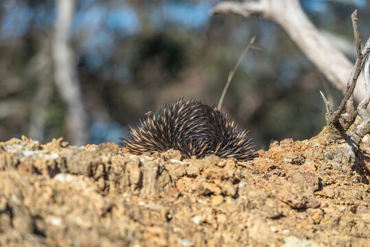 Echidna burrowing