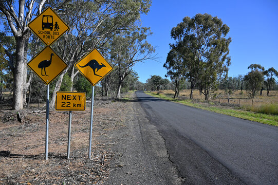 Iconic Australian road signs with emu and kangaroo warnings next to school bus sign in the bush