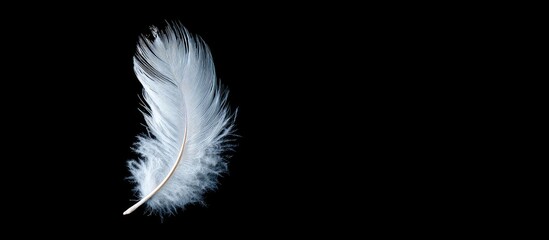 Obraz premium Delicate white feather against a black backdrop