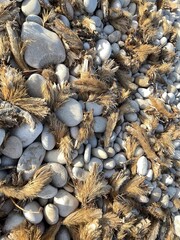 shells, seaweed, pebbles and sand on the beach