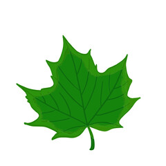  Watercolor maple leaves