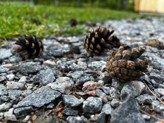 pine cones on the ground