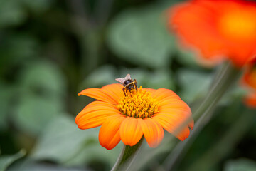 Close up of a bee collecting pollen from a vibrant orange and yellow red sunflower head.