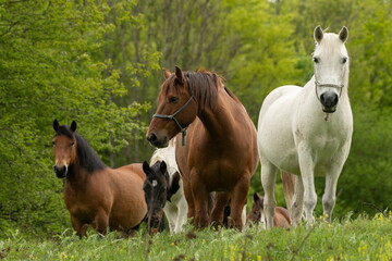 Fototapeta premium A herd of beautiful horses on a green pasture