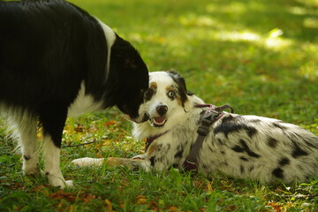 Two dogs are laying in the grass, one of which is wearing a harness