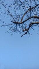 Leafless Tree Under a Blue Sky