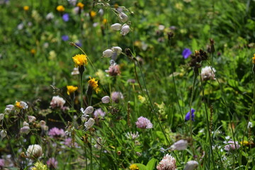Mix di fiori alpini in macro