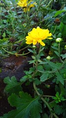 yellow flowers in the water