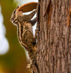 A squirrel nimbly climbing up a tree while holding a biscuit to eat in its mouth.