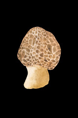 brown watercolor mushroom on black background