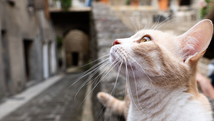 Curious cat looking up in a medieval alley