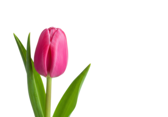 Vibrant pink tulip bud with delicate petals and two green leaves on an upright stem, isolated on a transparent background with copy space, concept of new beginnings and natural beauty