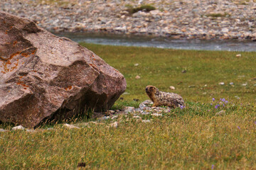 Obraz premium A marmot is sitting in the grass near a large rock. A woodchuck in the wild