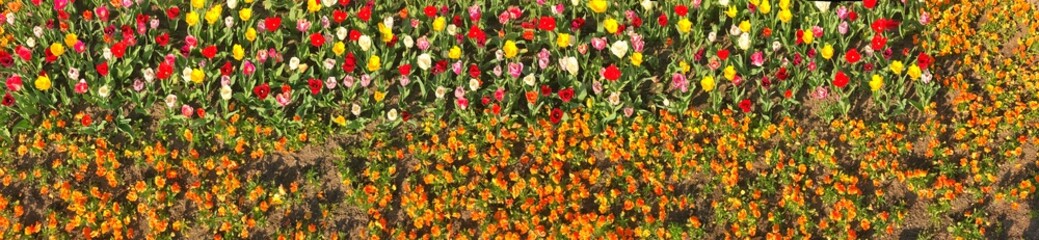 Naklejka premium Panorama of a vibrant flower garden with colorful spring blossoms