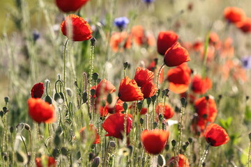 Mohnblumen 