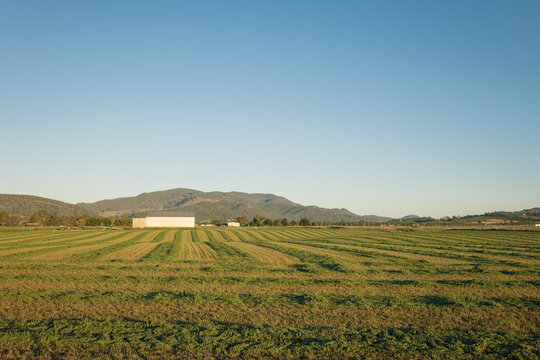 Freshly mowed rows of lush green pasture in rural New South Wales