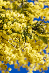 Golden Wattle Blossom in Victoria Australia