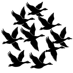 set of silhouettes of birds