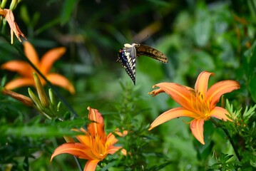 Beautiful swallowtail butterflies. Arthropoda lepidoptera papilionidae butterfly. Swallowtail butterflies belong to the largest group of butterflies. © tamu