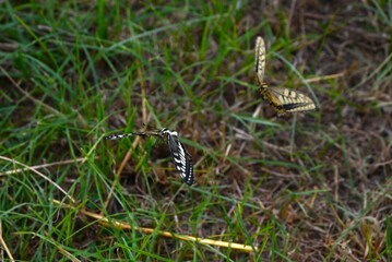 Beautiful swallowtail butterflies. Arthropoda lepidoptera papilionidae butterfly. Swallowtail butterflies belong to the largest group of butterflies.