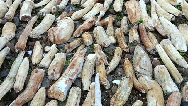 Some cassava dried in the sun. An Indonesian food called gaplek.