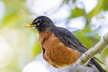 American Robin bird