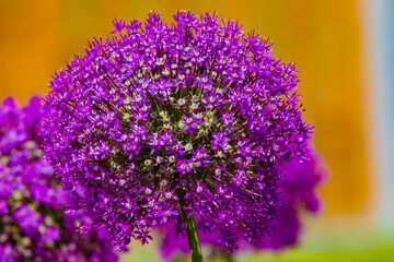 Fototapeta premium Purple giant Allium