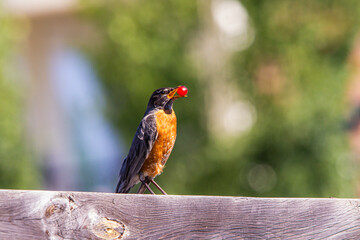 American Robin bird