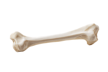 A single animal bone isolated on transparent background