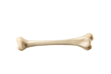 A single long bone isolated on transparent background