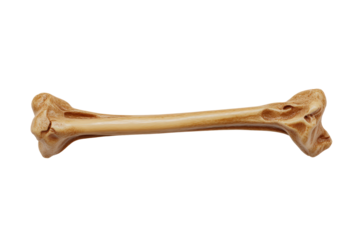 Animal limb bone isolated on transparent background