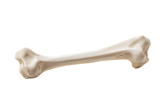 A single animal bone isolated on transparent background
