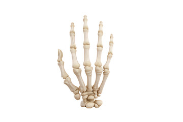 Human skeleton hand isolated on transparent background
