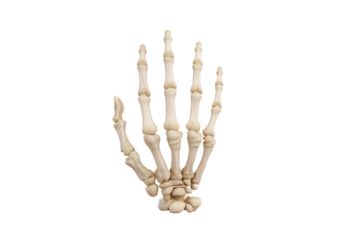 Human skeleton hand isolated on transparent background