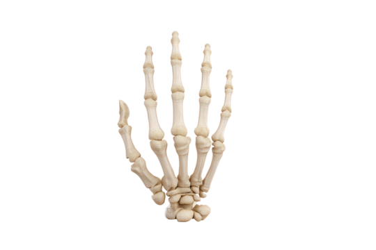 Human skeleton hand isolated on transparent background