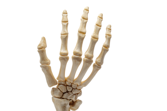 Human skeleton hand isolated on transparent background