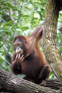 Bornean orangutan (Pongo pygmaeus), juvenile, on tree, Borneo, Malaysia