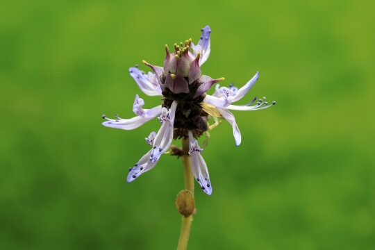 Piss-off plant (Plectranthus ornatus), cat repellent, flowering, Elllerstadt, Germany