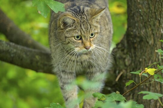 European wildcat or forest cat (Felis silvestris) in the wildcat enclosure at the Thayatal National Park House, Hardegg, Lower Austria, Austria