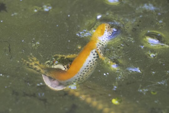 Grass snake (Natrix natrix) preys on alpine newt (Ichthyosaura alpestris), Hesse, Germany