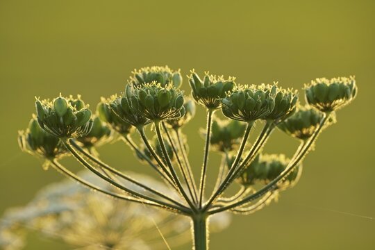Meadow hogweed, also common hogweed (Heracleum sphondylium) Fruit stand, Hesse, Germany