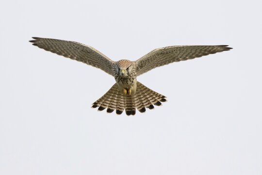 Common kestrel (Falco tinnunculus) in flight, hovering, Hesse, Germany