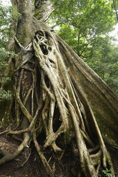 Buttress roots of the Stranger Fig (Ficus subgenus Urostigma) in the Rincon de La Vieja National Park, Guanacaste, Costa Rica, Central America