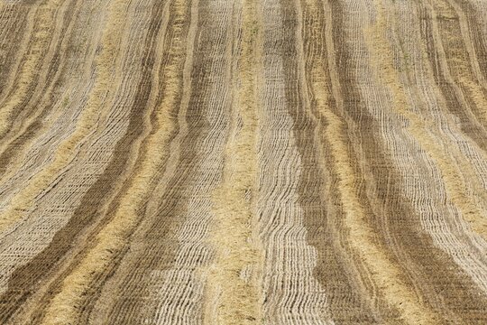 Patterns in cornfield after wheat harvest, Cordoba province, Andalusia, Spain