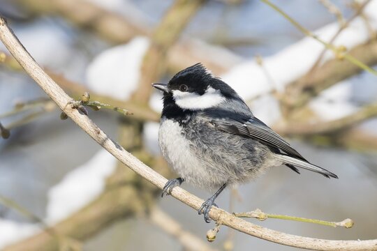 Coal tit (Parus ater) perched on branch, Hesse, Germany